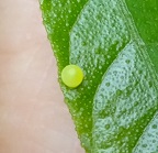 One of the 2 eggs laid photo